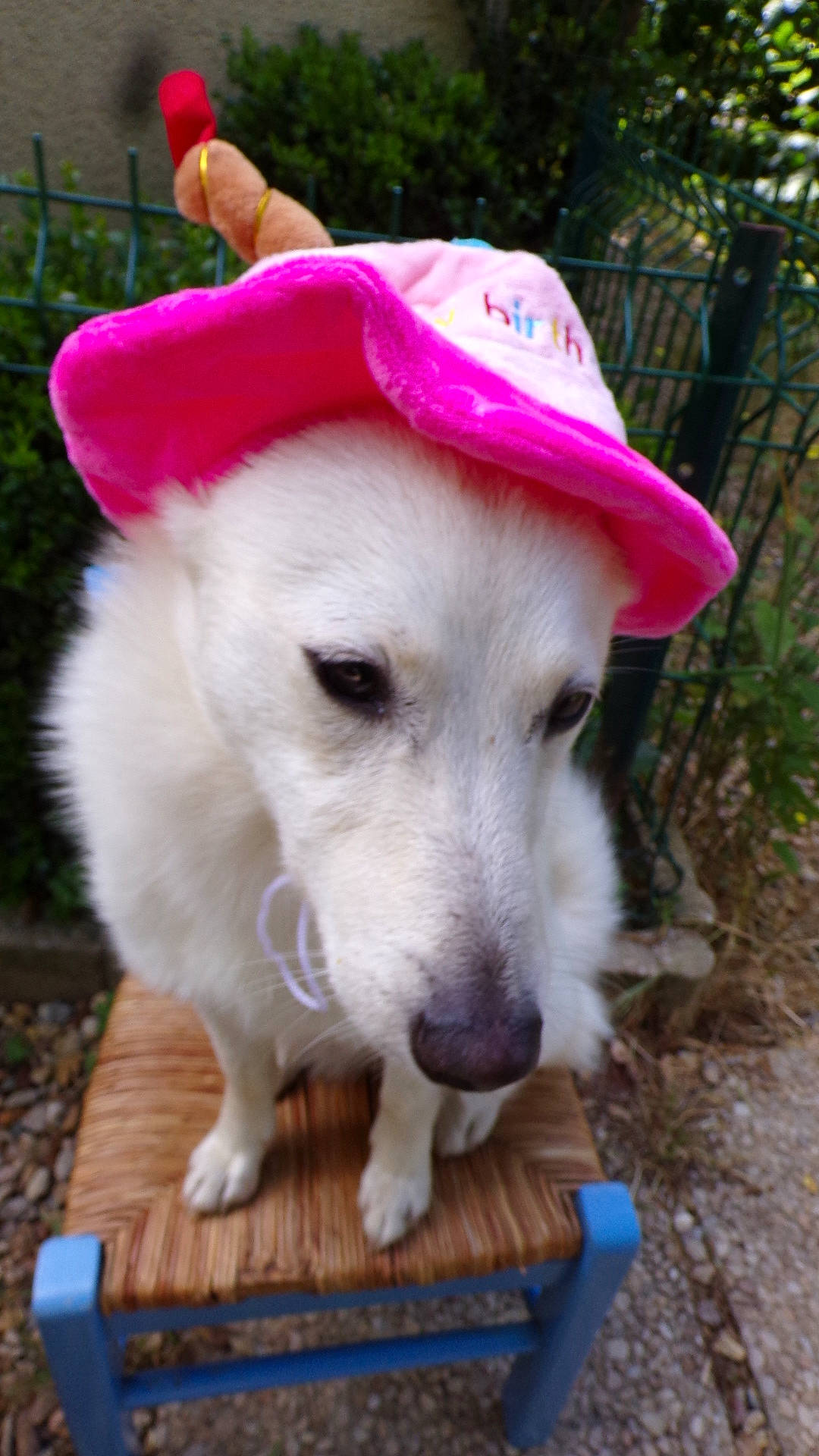 T'Belle a rejoint le concours — aidez-le/la à gagner de superbes lots ! canidae, cap, carnivore, collar, companion_dog, costume_hat, dog, dog_breed, dog_collar, fashion_accessory, fawn, fence, fur, grass, hat, leash, plant, recreation, sun_hat, working_animal