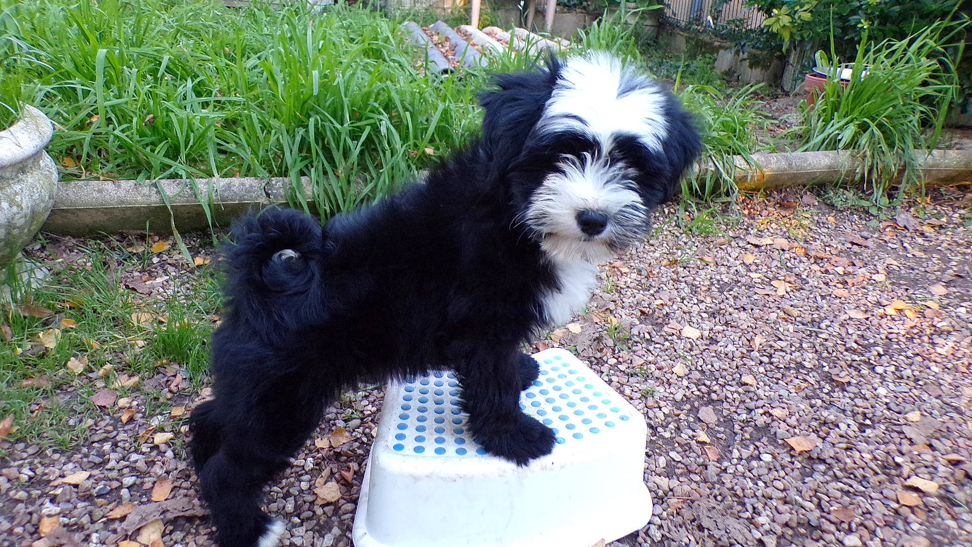 Roxane a rejoint le concours — aidez-le/la à gagner de superbes lots ! canidae, carnivore, companion_dog, dog, dog_breed, grass, grass_family, mammal, non_sporting_group, puppy, small_terrier, snout, sporting_group, tail, terrier, toy_dog, working_animal, working_dog, yard, yorkipoo