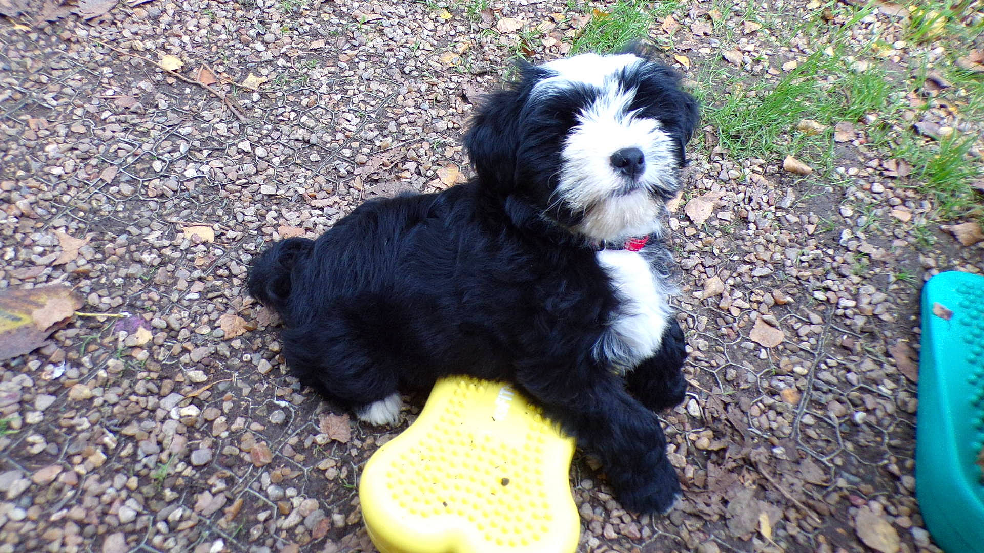 Roxane participe au concours pour gagner de l'argent avec cette photo : canidae, carnivore, companion_dog, dog, dog_breed, dog_supply, dog_toy, fur, maltepoo, mammal, morkie, pet_supply, puppy, shih_poo, small_terrier, snout, terrier, toy_dog, working_animal, yorkipoo