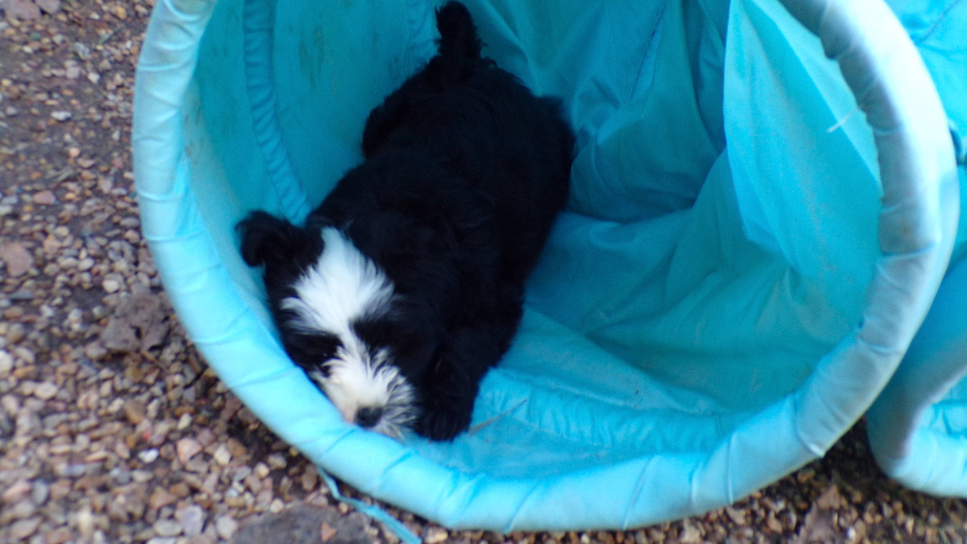 Roxane participe au concours pour gagner de l'argent avec cette photo : biewer_terrier, blue, canidae, carnivore, comfort, companion_dog, dog, dog_bed, dog_breed, dog_supply, herding_dog, mammal, non_sporting_group, pet_supply, puppy, sporting_group, toy_dog, vertebrate, working_animal, working_dog