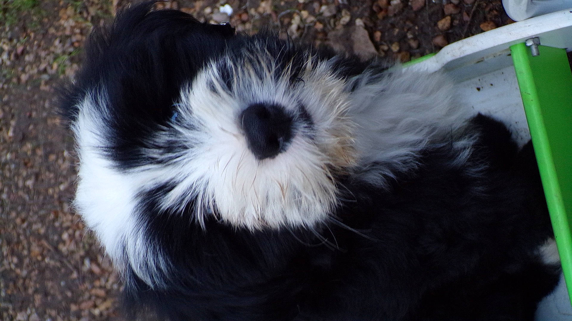 Roxane a rejoint le concours — aidez-le/la à gagner de superbes lots ! carnivore, companion_dog, dog, dog_breed, fur, puppy, snout, terrestrial_animal, toy_dog, vertebrate, working_animal, working_dog