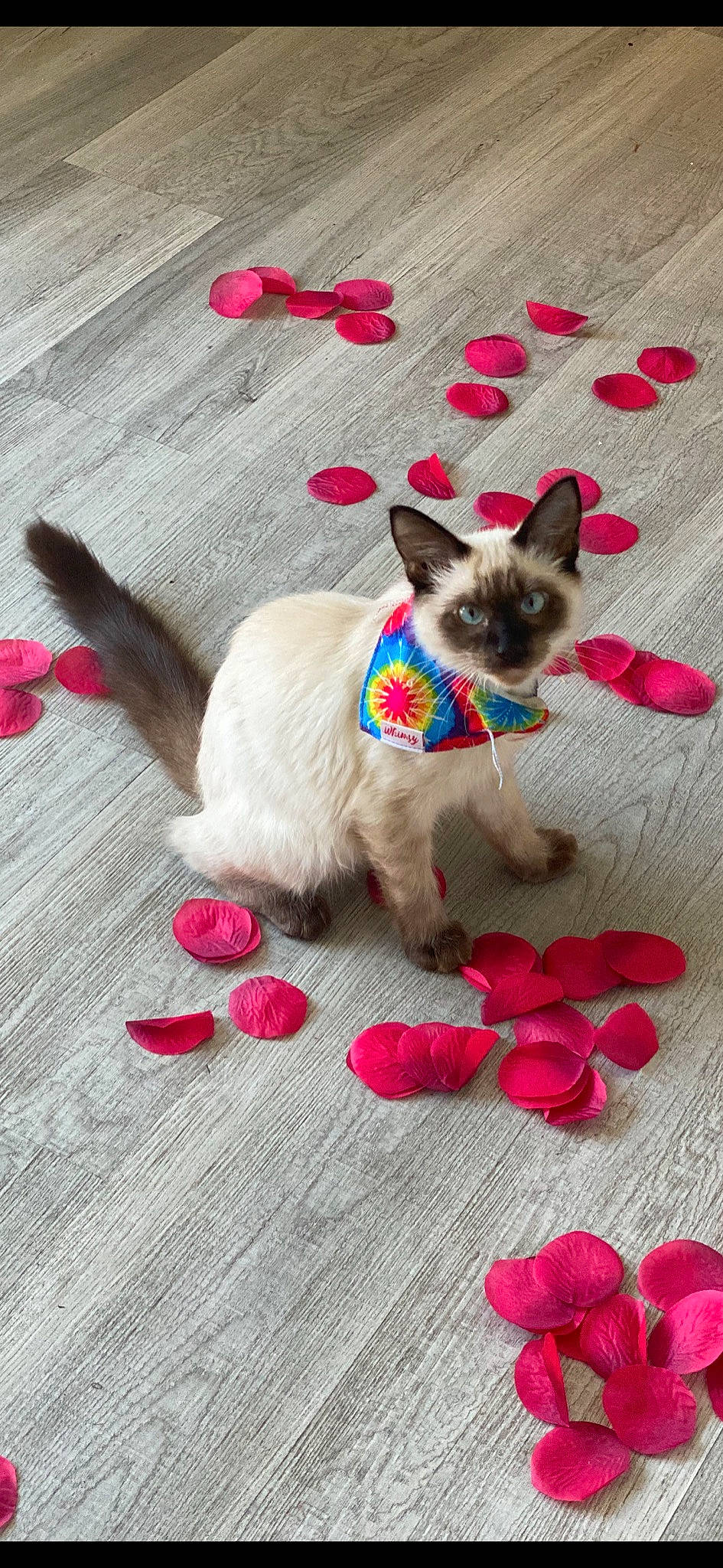 Jynx joined the competition — help win amazing prizes! carnivore, cat, collar, comfort, companion_dog, dog_breed, dog_supply, fawn, felidae, flooring, fur, magenta, pet_supply, petal, pink, red, siamese, snout, tail, whiskers