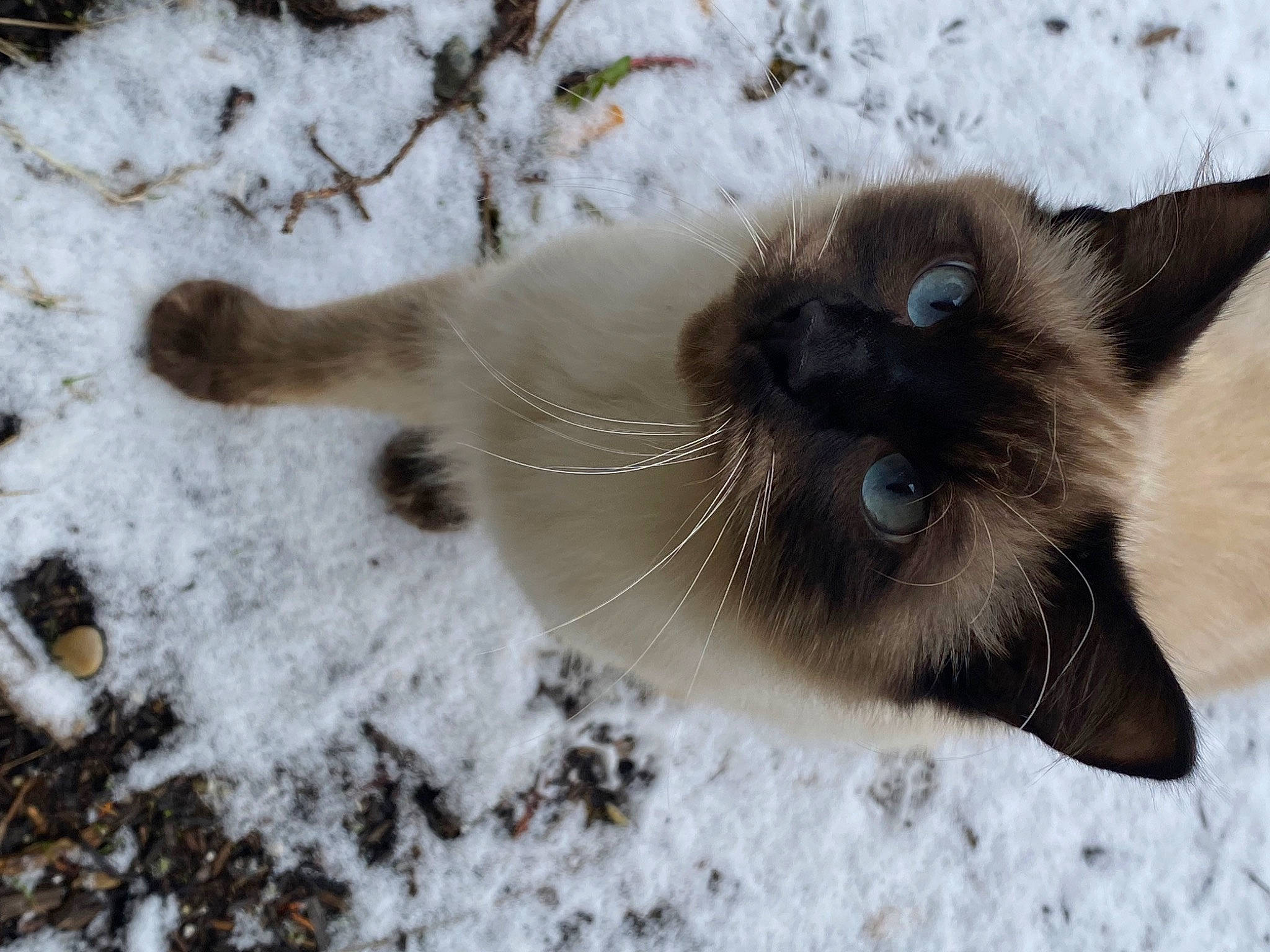 Jynx joined the competition — help win amazing prizes! balinese, birman, carnivore, cat, fawn, felidae, freezing, fur, mammal, paw, siamese, small_to_medium_sized_cats, snout, snow, tail, thai, vertebrate, whiskers, wildlife, winter