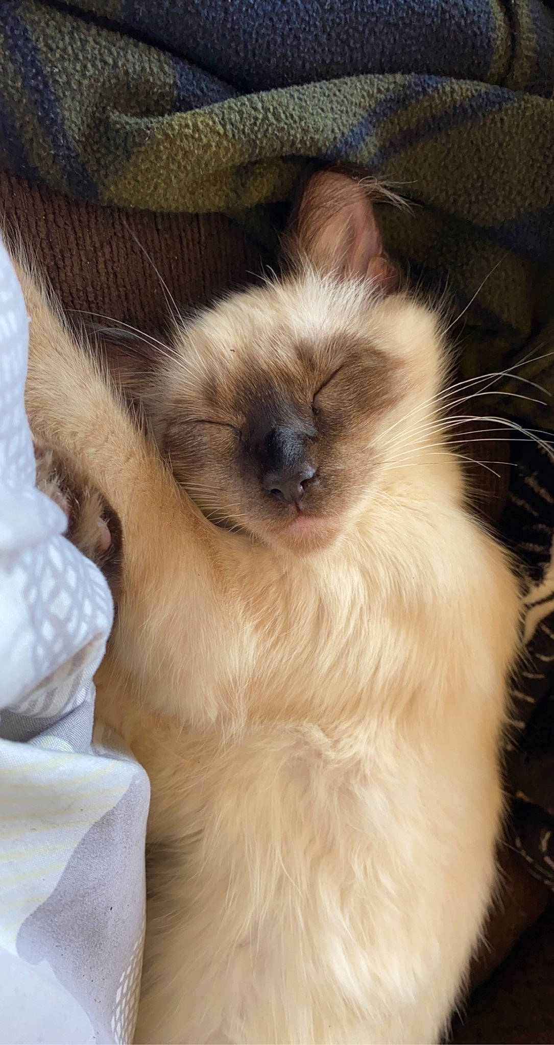 Jynx joined the competition — help win amazing prizes! balinese, birman, carnivore, cat, comfort, companion_dog, dog_breed, eye, fawn, felidae, fur, iris, paw, ragdoll, siamese, small_to_medium_sized_cats, snout, terrestrial_animal, whiskers, wildlife