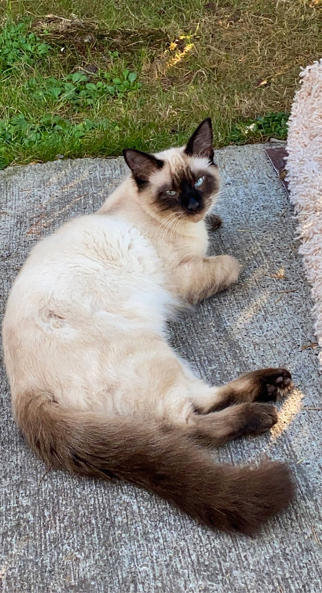 Jynx is registered to the contest to win money with this photo: birman, carnivore, cat, eye, fawn, felidae, foot, fur, grass, plant, road_surface, siamese, sitting, small_to_medium_sized_cats, snout, tail, terrestrial_animal, thai, whiskers, wildlife
