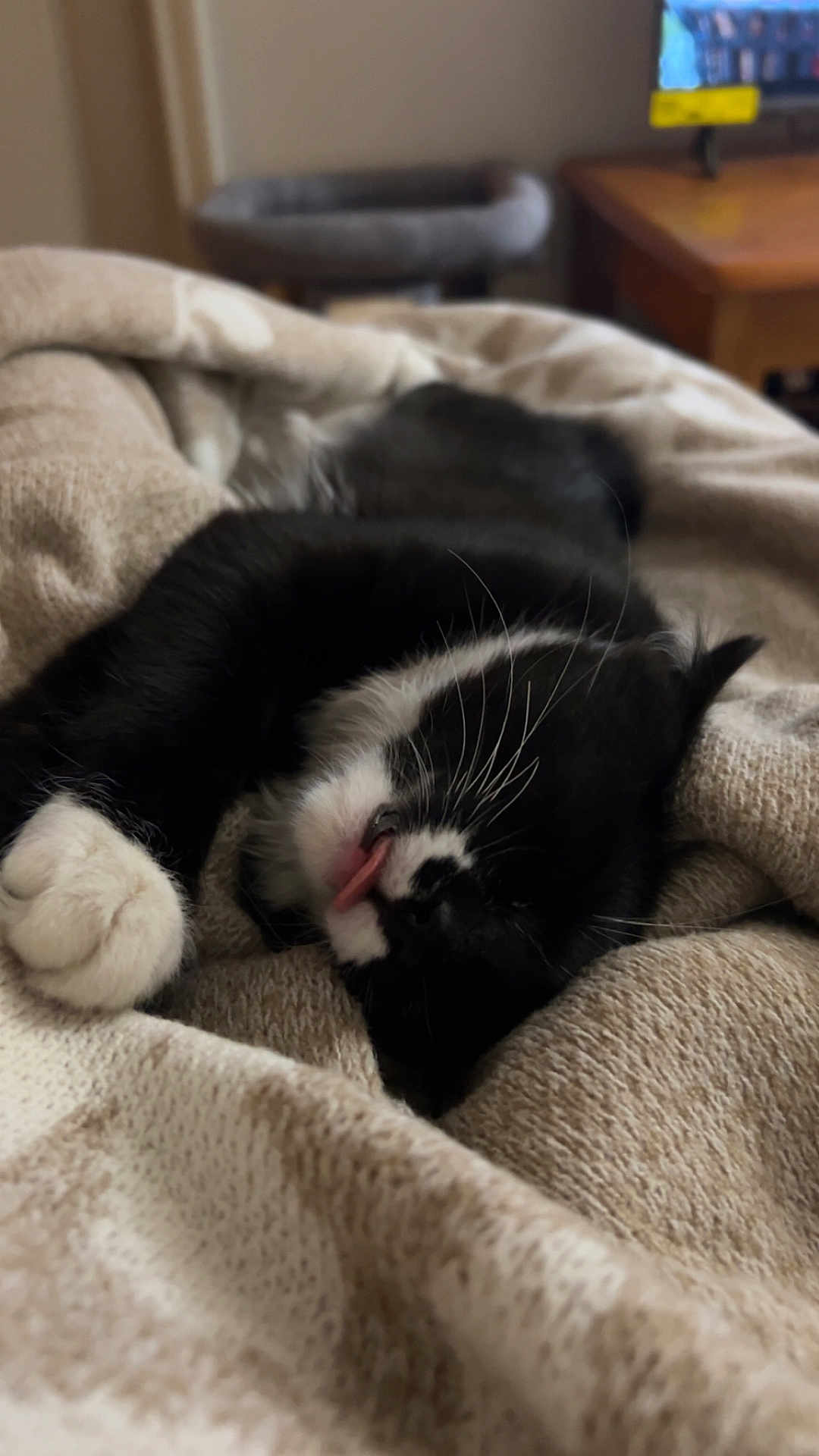 Dexter is registered to the contest to win money with this photo: cat, black_and_white, sleeping, tongue_out, blanket, cozy, furry, pet, indoor, cute, whiskers, paws, relaxed, nap, animal, fur, closeup, resting, home, comfort