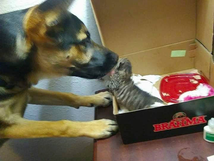 Shadowbear is registered to the contest to win money with this photo: box, canidae, carnivore, cat, comfort, companion_dog, dog, dog_breed, domestic_short_haired_cat, fawn, felidae, fur, paw, pet_supply, small_to_medium_sized_cats, snout, sporting_group, tail, whiskers, working_animal