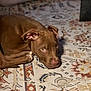 dog, brown_dog, pet, animal, indoor, rug, patterned_rug, floor, curled_up, looking, ears, paw, fur, cozy, home, companion, domestic_animal, resting, cute, canine