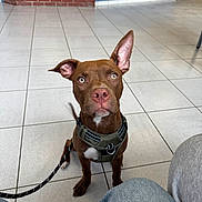 Hercule participe au concours pour gagner de l'argent avec cette photo : dog, brown_dog, leash, harness, tile_floor, indoor, brick_wall, blue_counter, pet, animal, sitting, ears, curious, attentive, white_patch, floor, waiting_area, quizzical_expression, canine, cute