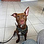 dog, brown_dog, leash, harness, tile_floor, indoor, brick_wall, blue_counter, pet, animal, sitting, ears, curious, attentive, white_patch, floor, waiting_area, quizzical_expression, canine, cute