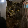 Salem is registered to the contest to win money with this photo: cat, black_cat, yellow_eyes, pet, animal, feline, whiskers, indoor, close_up, portrait, curious, fur, mammal, domestic_animal, looking, face, head, ears, nose, soft_light
