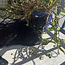 black_cat, cat, plant, potted_plant, sunlight, shadow, green_leaves, branch, concrete, outdoor, animal, pet, feline, eye, nature, blue_pot, resting, leaf, daylight, shade