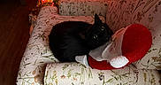 Salem joined the competition — help win amazing prizes! cat, black_cat, armchair, floral_pattern, plush_toy, santa_claus, christmas_tree, christmas_lights, ornaments, holiday, indoor, wooden_floor, cozy, decor, festive, pet, resting, couch, furniture, warm_lighting