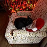 cat, black_cat, armchair, floral_pattern, plush_toy, santa_claus, christmas_tree, christmas_lights, ornaments, holiday, indoor, wooden_floor, cozy, decor, festive, pet, resting, couch, furniture, warm_lighting
