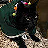 Salem is registered to the contest to win money with this photo: black_cat, cat, pet, hoodie, costume, pom_poms, wide_eyes, curious, carpet, indoor, fur, animal, cute, resting, close_up, texture, colorful, apparel, domestic_cat, feline