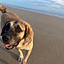 animal, beach, bird, bulldog, canine, coast, dog, greatdane, hound, labradorretriever, nature, outdoors, pet, pitbull, pointer, puppy, sand, sea, shoreline, water