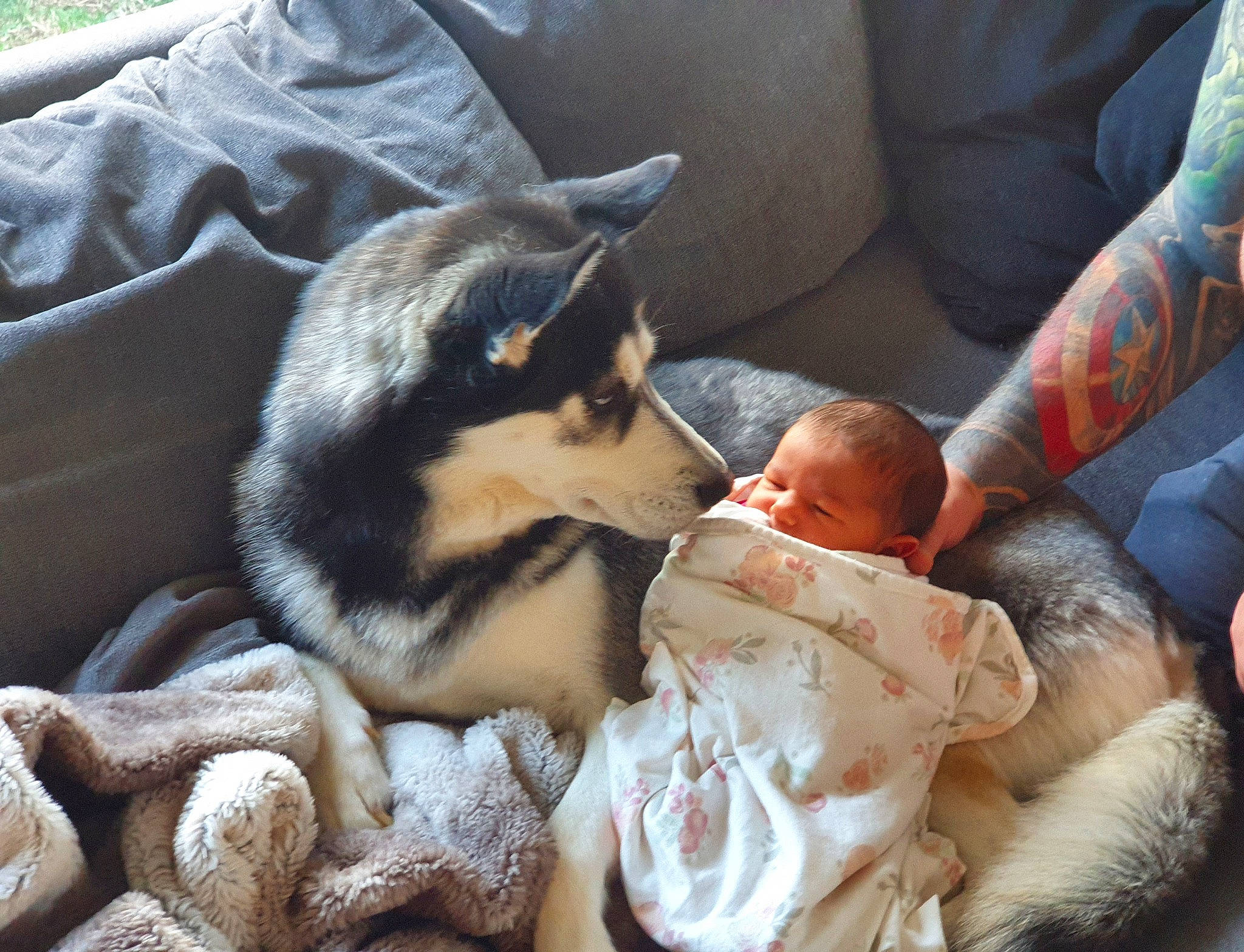 Savannah joined the competition — help win amazing prizes! baby, baby_products, canidae, child, comfort, companion_dog, couch, dog, dog_breed, fur, guard_dog, lap, linens, nap, paw, person, sitting, sleep, toddler, toy