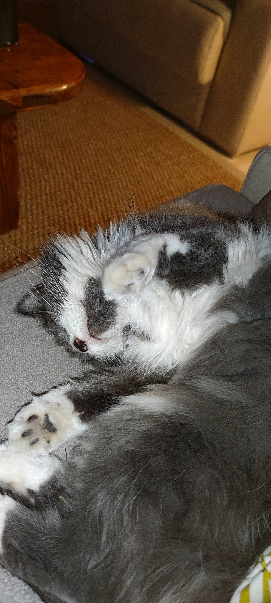 Nahla a rejoint le concours — aidez-le/la à gagner de superbes lots ! carnivore, cat, claw, comfort, companion_dog, couch, dog_breed, domestic_short_haired_cat, felidae, foot, fur, grey, hardwood, nap, paw, small_to_medium_sized_cats, snout, tail, terrestrial_animal, whiskers