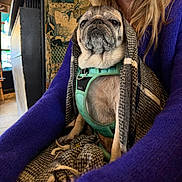 Orphée participe au concours pour gagner de l'argent avec cette photo : dog, pug, pet, animal, blanket, harness, indoor, person, purple_sweater, fur, cozy, seated, closeup, portrait, domestic_animal, lap, plaid, comfort, cute, companion