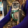 dog, pug, pet, animal, blanket, harness, indoor, person, purple_sweater, fur, cozy, seated, closeup, portrait, domestic_animal, lap, plaid, comfort, cute, companion