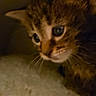 cat, kitten, tabby, animal, pet, feline, fur, whiskers, eyes, ears, face, portrait, close_up, indoors, blanket, cozy, sleepy, brown, black, low_light