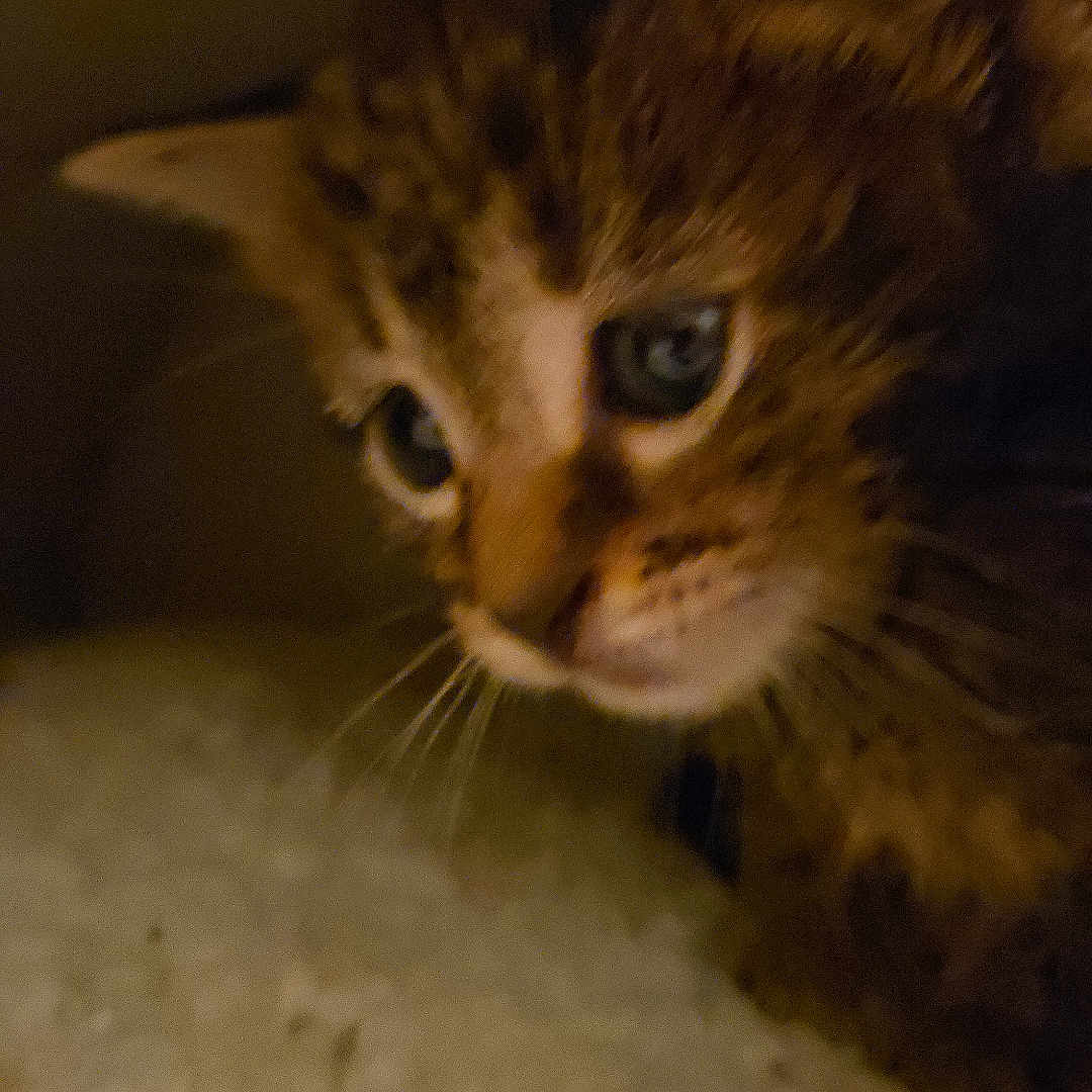 Parker is registered to the contest to win money with this photo: cat, kitten, tabby, animal, pet, feline, fur, whiskers, eyes, ears, face, portrait, close_up, indoors, blanket, cozy, sleepy, brown, black, low_light