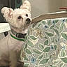 black_nose, canine, close_up, couch, cushion, dark_eyes, dog, floral_pattern, fluffy, furniture, green_collar, home, indoors, living_room, pet, portrait, sitting, small_dog, standing, white_dog