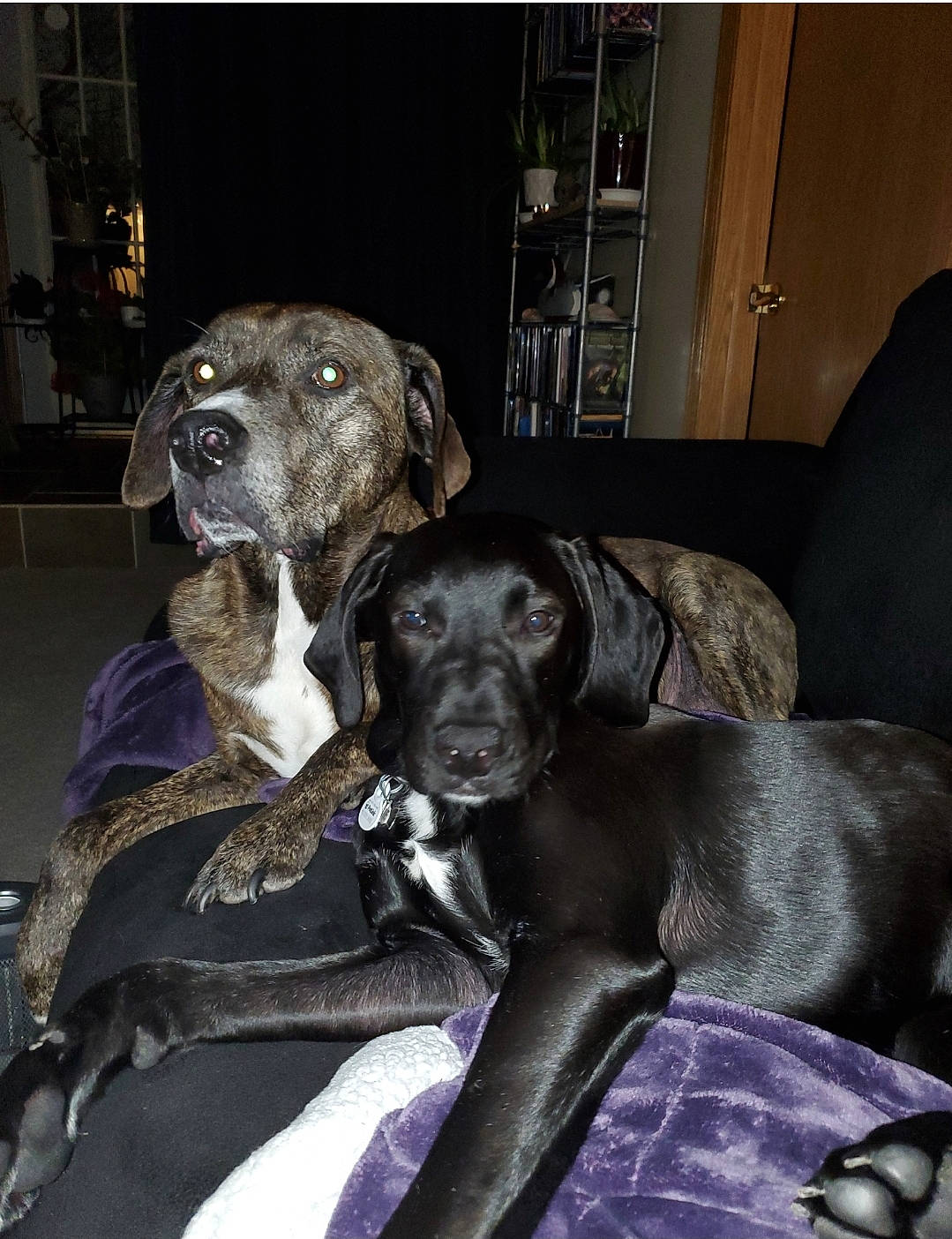 Opie is registered to the contest to win money with this photo: borador, canidae, carnivore, comfort, companion_dog, couch, dog, dog_breed, dog_collar, fur, grey, guard_dog, gun_dog, hunting_dog, liver, non_sporting_group, snout, sporting_group, working_animal