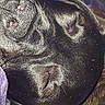 Opie joined the competition — help win amazing prizes! art, canidae, carnivore, companion_dog, dog, dog_breed, fur, liver, non_sporting_group, snout, sporting_group, terrestrial_animal, whiskers, working_animal