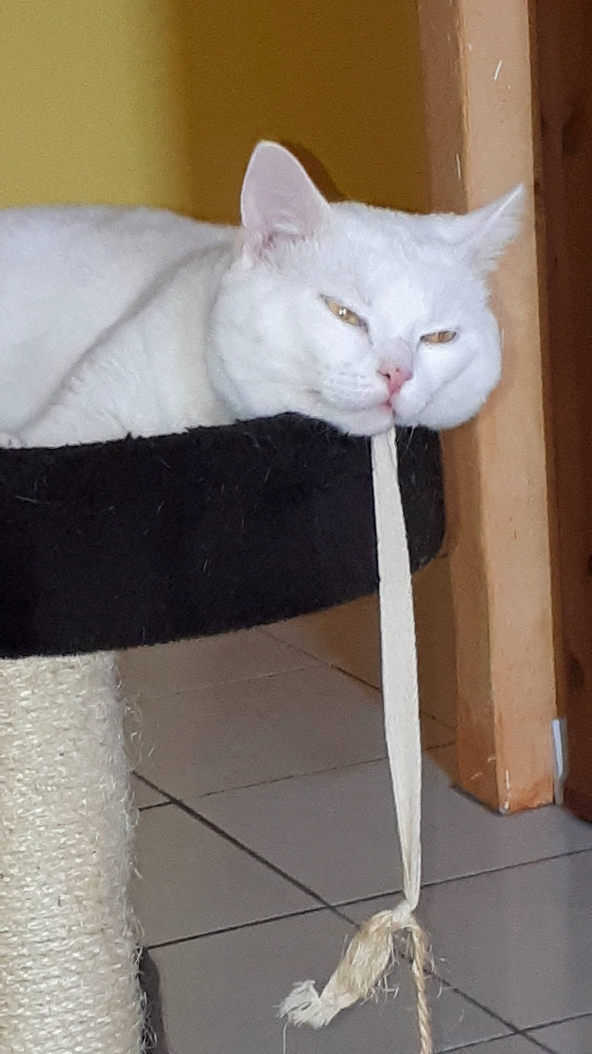 Snow participe au concours pour gagner de l'argent avec cette photo : british_shorthair, carnivore, cat, domestic_short_haired_cat, felidae, khao_manee, small_to_medium_sized_cats, tail, turkish_angora, whiskers, white