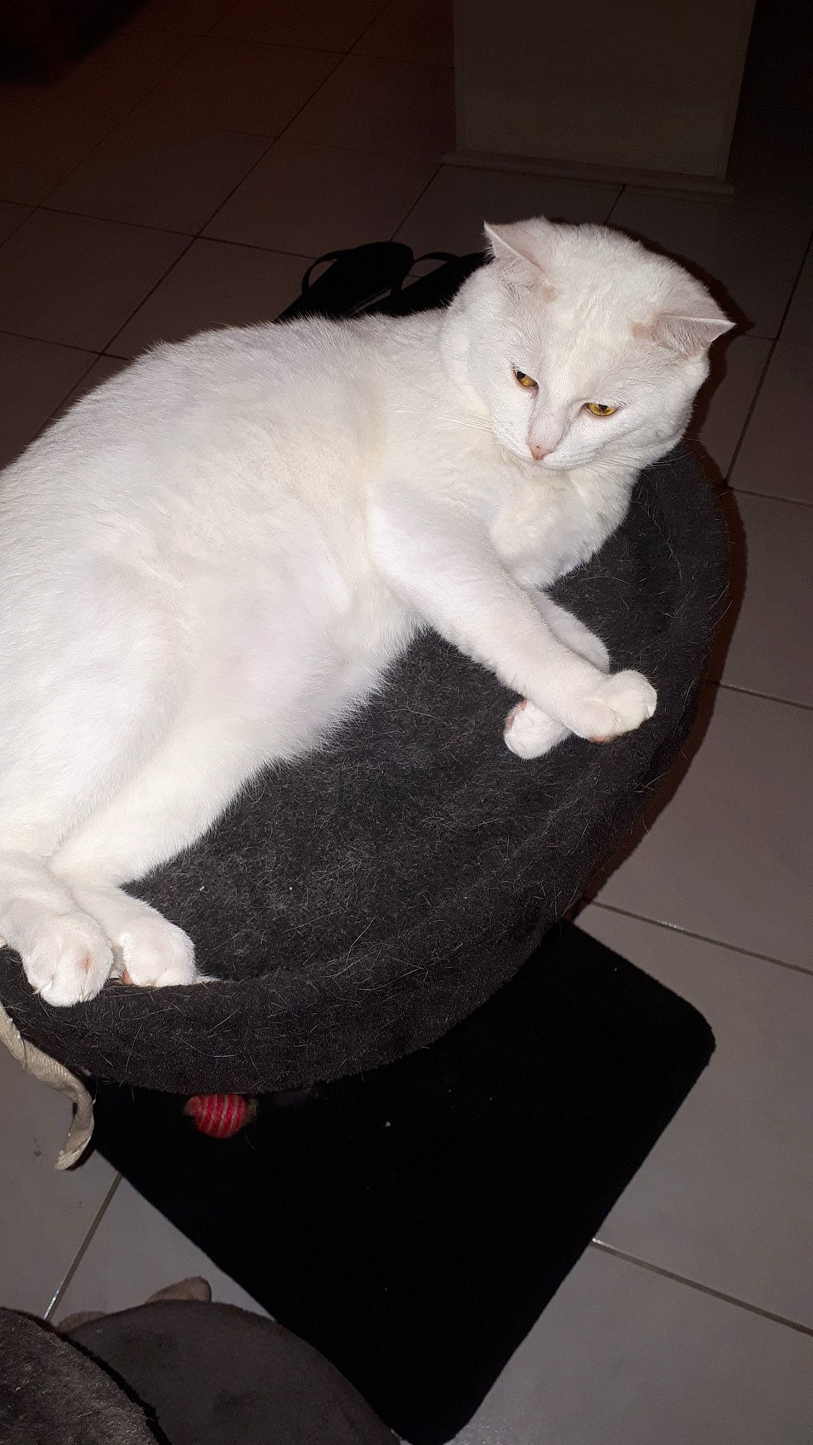 Snow participe au concours pour gagner de l'argent avec cette photo : asian, british_shorthair, burmilla, carnivore, cat, domestic_short_haired_cat, european_shorthair, felidae, fur, khao_manee, small_to_medium_sized_cats, tail, turkish_angora, turkish_van, whiskers, white