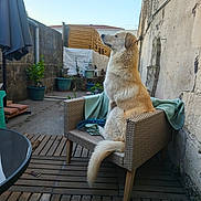 Aiko participe au concours pour gagner de l'argent avec cette photo : dog, wicker_chair, outdoor, patio, potted_plants, blue_sky, wooden_floor, blanket, rope_toy, wall, plant, garden, sunlight, fence, relaxing, pet, animal, side_view, calm, domestic