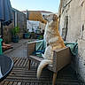 dog, wicker_chair, outdoor, patio, potted_plants, blue_sky, wooden_floor, blanket, rope_toy, wall, plant, garden, sunlight, fence, relaxing, pet, animal, side_view, calm, domestic