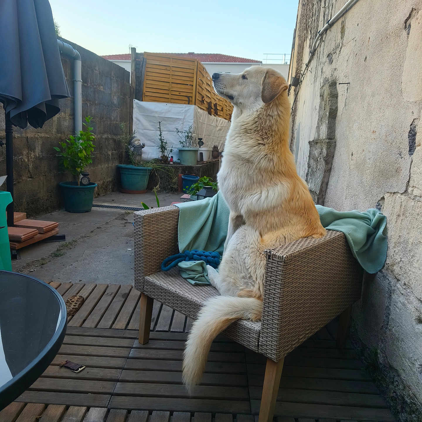 Aiko participe au concours pour gagner de l'argent avec cette photo : dog, wicker_chair, outdoor, patio, potted_plants, blue_sky, wooden_floor, blanket, rope_toy, wall, plant, garden, sunlight, fence, relaxing, pet, animal, side_view, calm, domestic