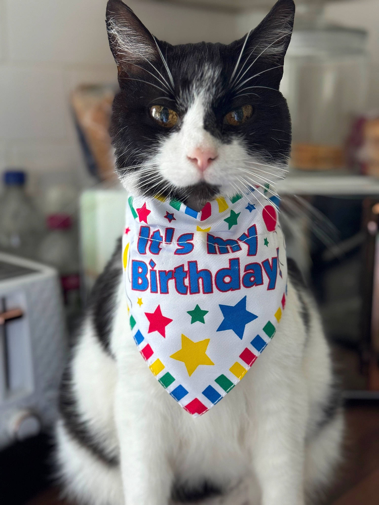 Stanley is registered to the contest to win money with this photo: carnivore, cat, collar, domestic_short_haired_cat, electric_blue, felidae, formal_wear, fur, packaging_and_labeling, paw, pet_supply, small_to_medium_sized_cats, snout, tail, whiskers