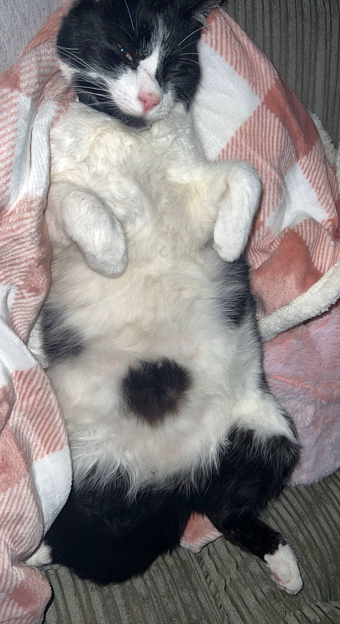 Stanley is registered to the contest to win money with this photo: canidae, carnivore, cat, cat_bed, cat_supply, claw, comfort, companion_dog, dog_breed, domestic_short_haired_cat, fawn, felidae, fur, nap, paw, small_to_medium_sized_cats, snout, tail, terrestrial_animal, whiskers