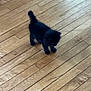 Klaus is registered to the contest to win money with this photo: kitten, black_cat, wooden_floor, pet, animal, small, cute, indoor, fur, whiskers, domestic_cat, flooring, young, walking, tiny, curious, feline, house, alone, shadow