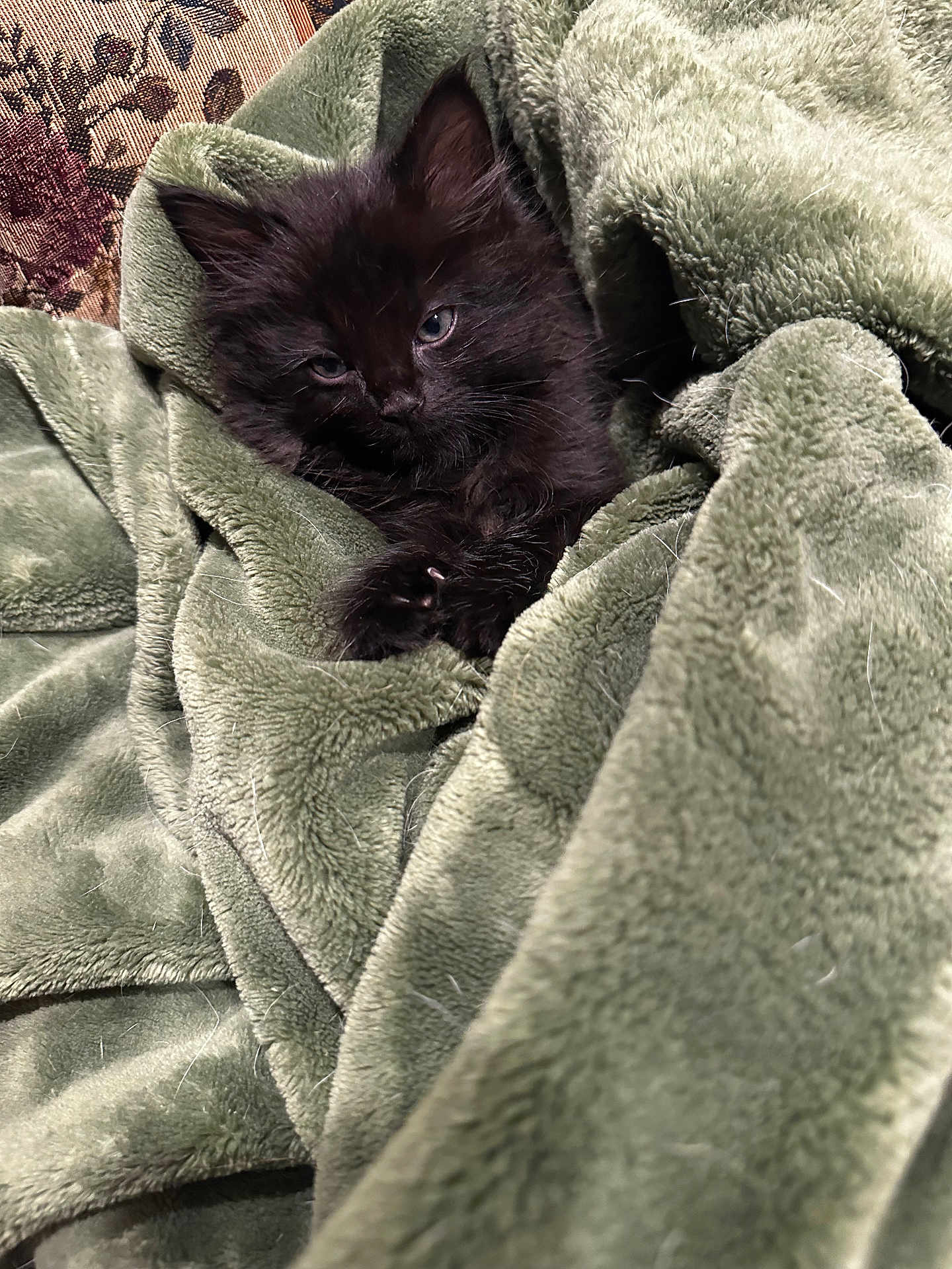 Klaus joined the competition — help win amazing prizes! kitten, black_cat, blanket, cozy, fur, pet, sleepy, indoor, soft_texture, green_blanket, animal, cute, domestic_cat, resting, feline, close_up, comfort, warm, snuggled, young_cat