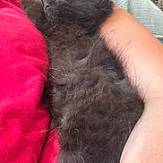Klaus joined the competition — help win amazing prizes! kitten, black_cat, sleeping, fur, pet, animal, cozy, blanket, human_arm, resting, indoor, cute, furry, nap, domestic_animal, comfort, close_up, relaxation, soft, companion