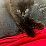 Klaus joined the competition — help win amazing prizes! kitten, black_cat, pet, animal, furry, blue_eyes, lap, clothing, denim, jeans, red_shirt, cute, small, domestic_cat, indoor, close_up, feline, resting, curious, young