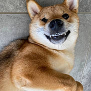 Aïko participe au concours pour gagner de l'argent avec cette photo : dog, shiba_inu, pet, animal, smiling, teeth, ears, fur, cute, playful, lying_down, floor, tile, closeup, canine, whiskers, paw, domestic_animal, friendly, happy