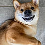 dog, shiba_inu, pet, animal, smiling, teeth, ears, fur, cute, playful, lying_down, floor, tile, closeup, canine, whiskers, paw, domestic_animal, friendly, happy