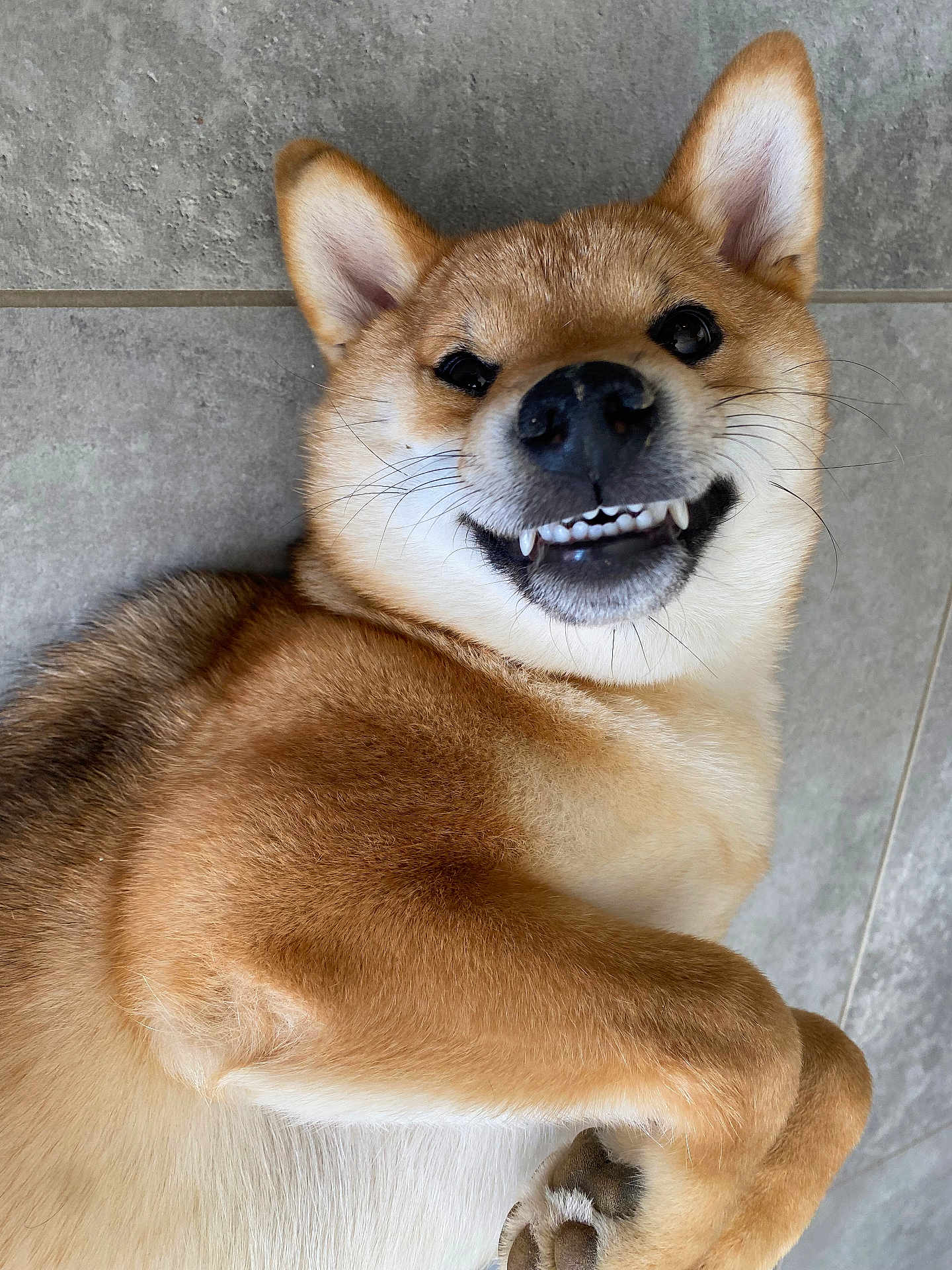 Aïko participe au concours pour gagner de l'argent avec cette photo : dog, shiba_inu, pet, animal, smiling, teeth, ears, fur, cute, playful, lying_down, floor, tile, closeup, canine, whiskers, paw, domestic_animal, friendly, happy