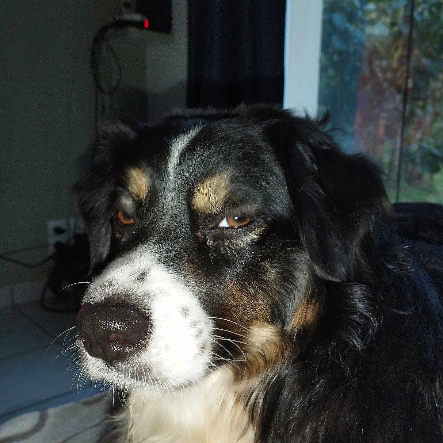 Ulysse participe au concours pour gagner de l'argent avec cette photo : animal, black_fur, brown_fur, canine, carpet, close_up, curtain, dog, expression, floor, fur, household, indoors, looking_away, muzzle, natural_light, pet, portrait, white_fur, window