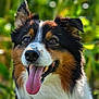 animal, bodypart, canine, cockerspaniel, collie, dog, germanshepherd, grass, hound, husky, mouth, papillon, person, pet, plant, puppy, snout, terrier, tongue