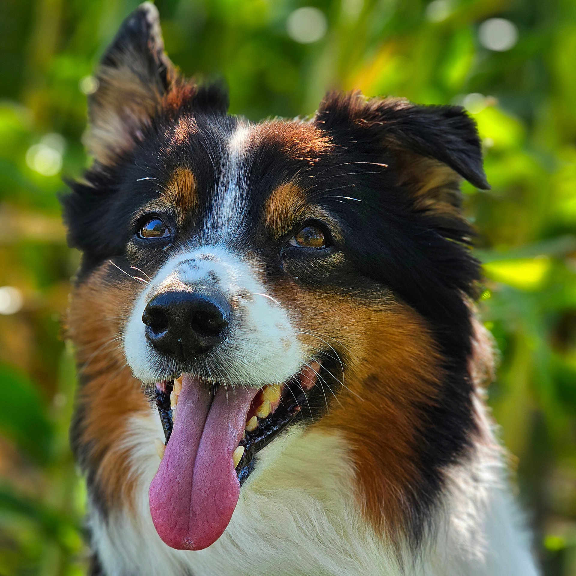 Jaya a rejoint le concours — aidez-le/la à gagner de superbes lots ! animal, bodypart, canine, cockerspaniel, collie, dog, germanshepherd, grass, hound, husky, mouth, papillon, person, pet, plant, puppy, snout, terrier, tongue