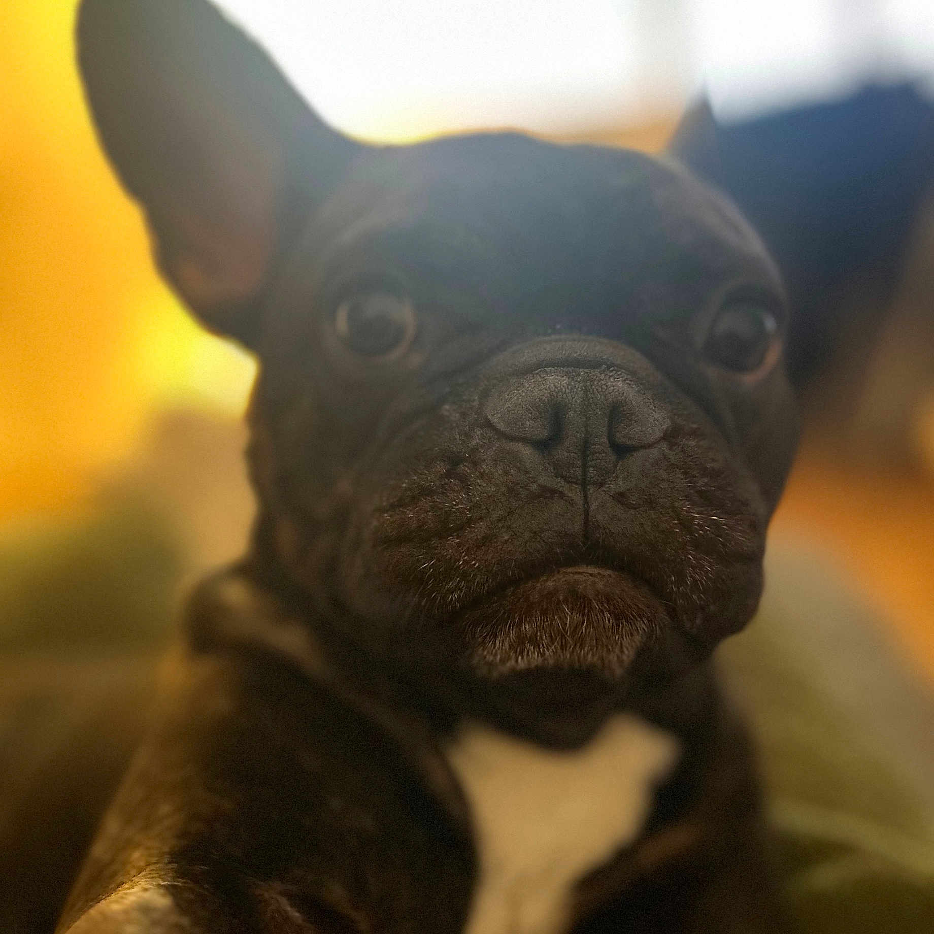 Ruby a rejoint le concours — aidez-le/la à gagner de superbes lots ! animal, black_dog, blurry_background, close_up, companion, cute, dog, domestic_animal, ears, eyes, face, focus, french_bulldog, fur, indoor, mammal, nose, pet, portrait, whiskers