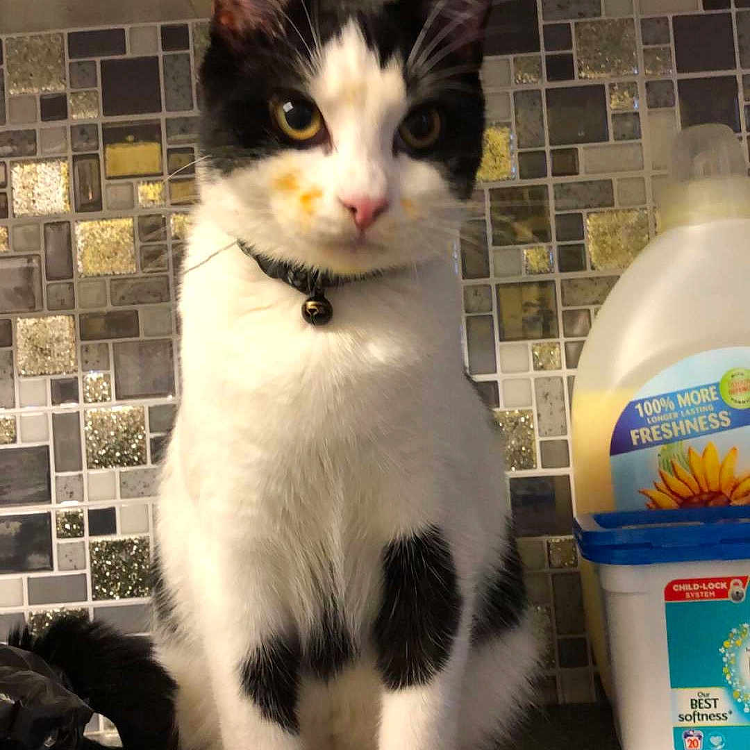 Loki