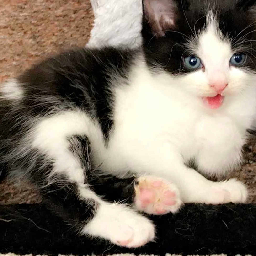 Loki joined the competition — help win amazing prizes! aegean_cat, american_wirehair, asian, black_and_white, carnivore, cat, cymric, domestic_short_haired_cat, european_shorthair, felidae, kitten, mammal, norwegian_forest_cat, paw, polydactyl_cat, small_to_medium_sized_cats, snout, turkish_angora, vertebrate, whiskers