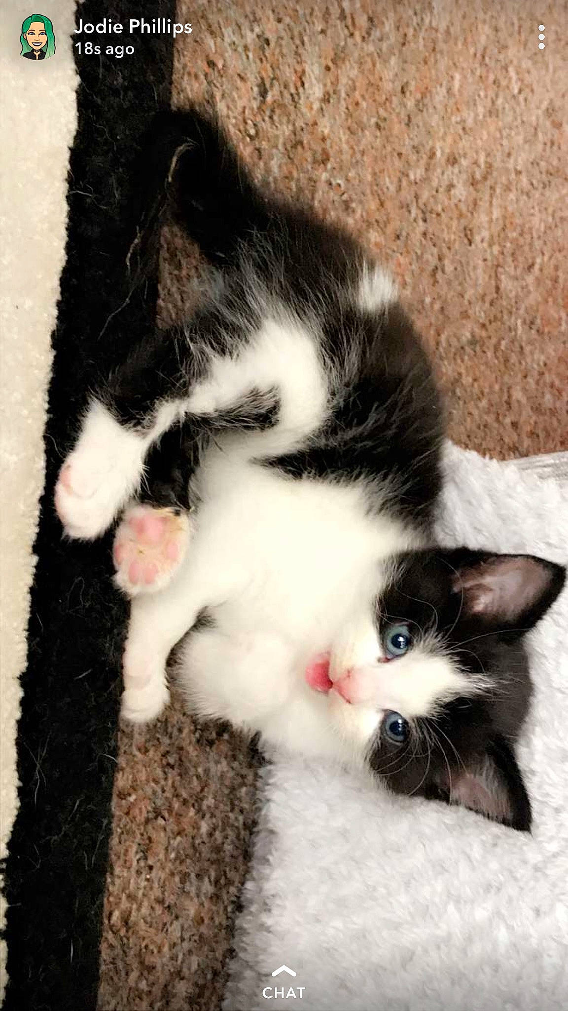 Loki joined the competition — help win amazing prizes! black_and_white, canidae, carnivore, cat, dog_breed, domestic_short_haired_cat, european_shorthair, felidae, fur, joy, kitten, mammal, norwegian_forest_cat, paw, person, polydactyl_cat, small_to_medium_sized_cats, tail, vertebrate, whiskers